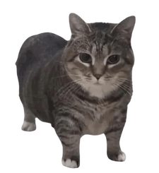 I would put a better image but for now have this PNG of a gray cat